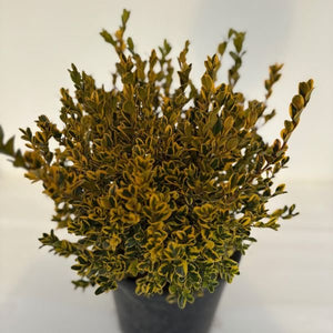 Gold Gem Boxwood shrub with dense golden-green variegated foliage growing in a black nursery container.