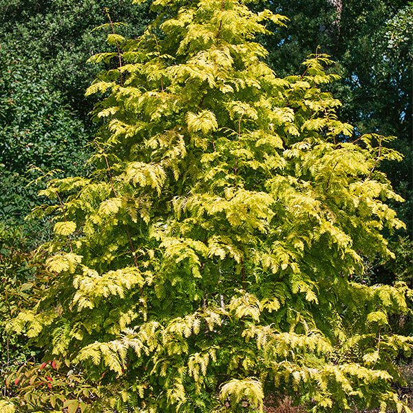 Gold Rush Dawn Redwood Tree - Nature Hills Nursery - #7 Container 4 - 5 Feet - 