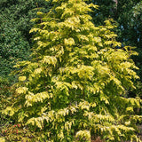 Gold Rush Dawn Redwood Tree - Nature Hills Nursery - #7 Container 4 - 5 Feet - 