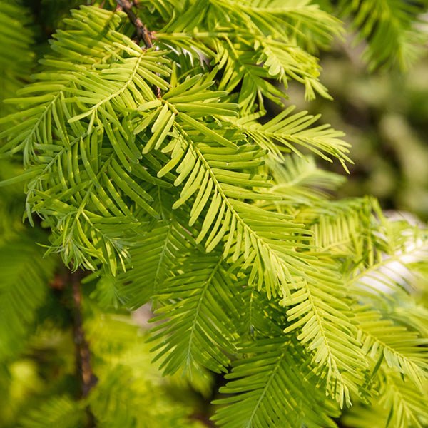 Gold Rush Dawn Redwood Tree - Nature Hills Nursery - #7 Container 4 - 5 Feet - 