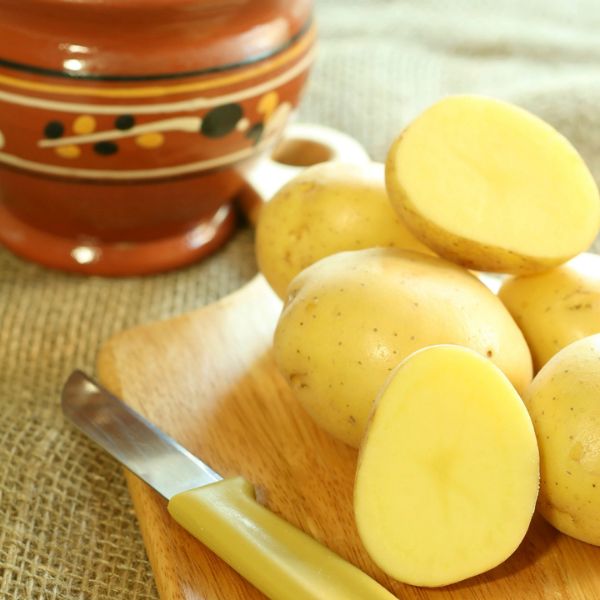 Gold Rush Russet Potato - Nature Hills Nursery - 12 Pack Bareroot - 