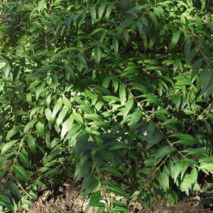 Deciduous foliage of Gold Tide® Forsythia (Forsythia 'Courtasol') in a garden setting.