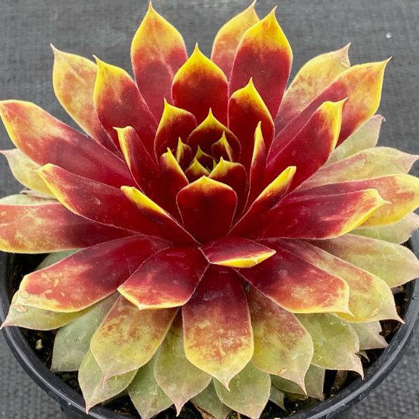 Chick Charms&reg; GIANTS Gold Mine PPAF Hardy Succulent