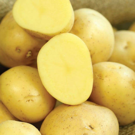 Gold Rush Russet Potato Peeled