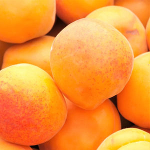Goldcot Apricot Tree - Nature Hills Nursery - Paper Pot 4 - 5 Feet - 