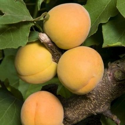 Goldcot Apricot Tree - Nature Hills Nursery - Paper Pot 4 - 5 Feet - 