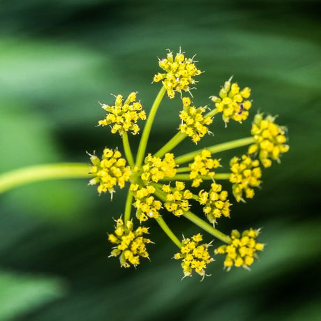 Golden Alexander - Nature Hills Nursery - #1 Container - 