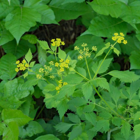 Golden Alexander - Nature Hills Nursery - #1 Container - 