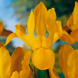 Golden Beauty Dutch Iris