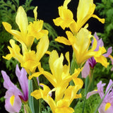 Golden Beauty Dutch Iris