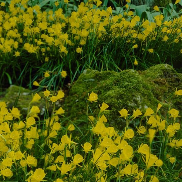 Golden Bells Narcissus - Bulbs - Nature Hills Nursery - 10 Pack Bulbs - 