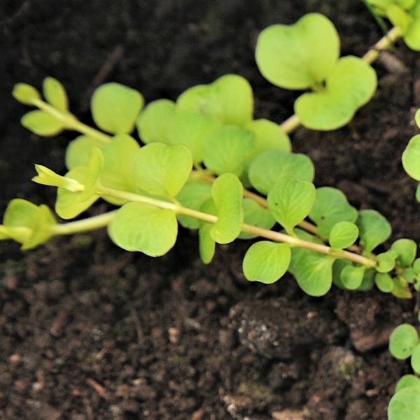 Golden Creeping Jenny - Nature Hills Nursery - #1 Container - 