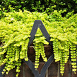 Golden Creeping Jenny - Nature Hills Nursery - #1 Container - 