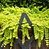 Golden Creeping Jenny - Nature Hills Nursery - #1 Container - 