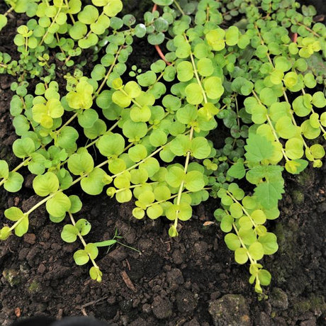 Perennial foliage of Golden Creeping Jenny (Lysimachia nummularia 'Aurea') in a garden setting.