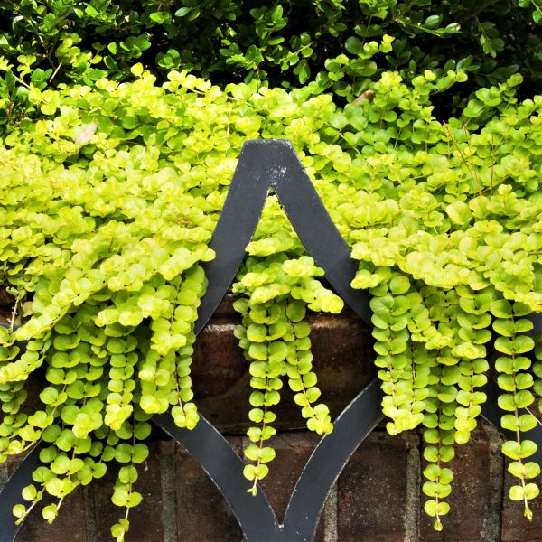 creeping succulent yellow flowers Golden Creeping Jenny