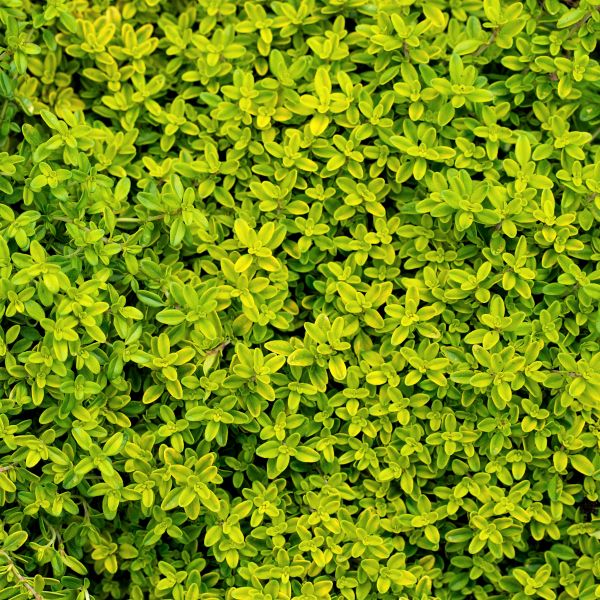 Golden Creeping Thyme - Nature Hills Nursery - Quart Container - 