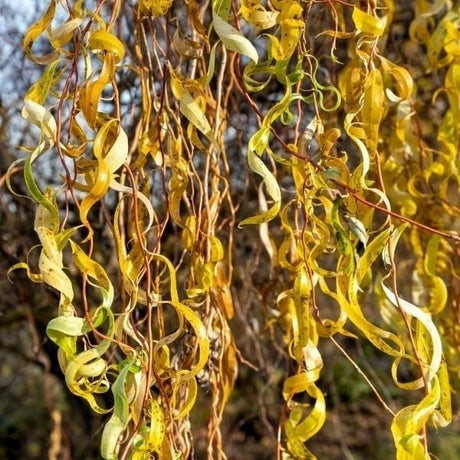 Golden Curls Curly Willow - Nature Hills Nursery - #15 Container 5 - 6 Feet - 