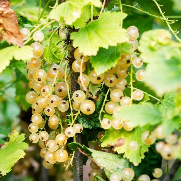 Golden Currant - Nature Hills Nursery - #3 Container 1 - 2 Feet - 