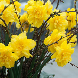 Golden Ducat Daffodil - Nature Hills Nursery - 12 Pack Bulbs - 