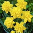 Golden Ducat Daffodil - Nature Hills Nursery - 12 Pack Bulbs - 