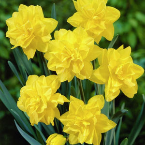 Golden Ducat Daffodil - Nature Hills Nursery - 12 Pack Bulbs - 