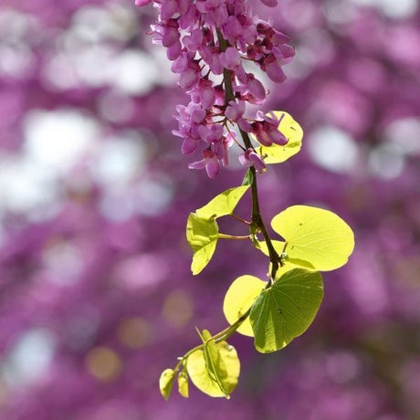 Golden Falls® Weeping Redbud Tree - Tree - Nature Hills Nursery - 4 - 5 Feet Bareroot - 