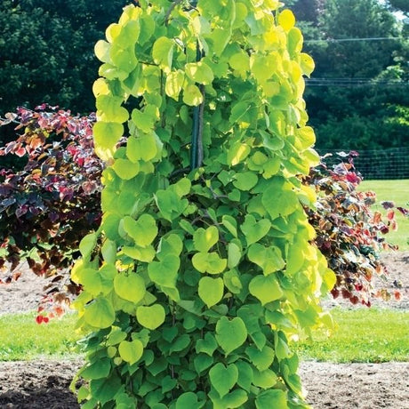 Golden Falls® Weeping Redbud Tree - Tree - Nature Hills Nursery - 4 - 5 Feet Bareroot - 