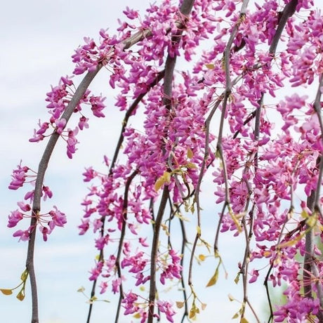Golden Falls® Weeping Redbud Tree - Tree - Nature Hills Nursery - 4 - 5 Feet Bareroot - 
