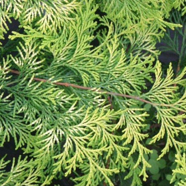 Detail view of Golden Hinoki False Cypress (Chamaecyparis obtusa 'Crippsii') showing plant structure and foliage.