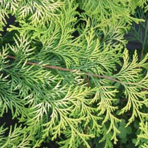 Detail view of Golden Hinoki False Cypress (Chamaecyparis obtusa 'Crippsii') showing plant structure and foliage.