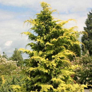 Golden Hinoki False Cypress (Chamaecyparis obtusa 'Crippsii'), a tree featuring evergreen and dense, erect form.
