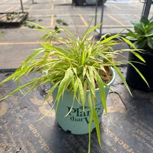 All Gold Japanese Forest Grass in a nursery container, showing bright chartreuse cascading foliage with fine-textured blades.