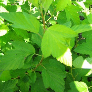 Golden Ninebark