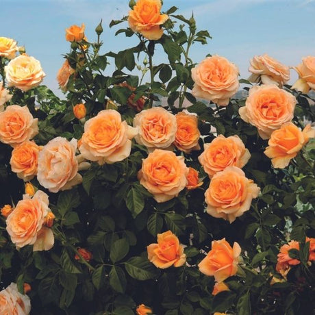 Golden Opportunity™ Climbing Rose - Rose - Nature Hills Nursery - 2 Container - 