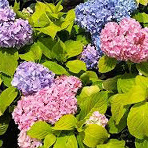 Golden Penny Bigleaf Hydrangea - Nature Hills Nursery - #1 Container - 