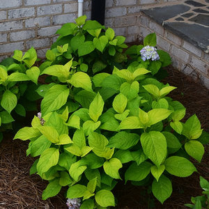 Golden Penny Bigleaf Hydrangea - Nature Hills Nursery - #1 Container - 