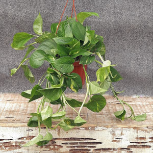 Golden Pothos - Nature Hills Nursery - 4 Inch Container - 