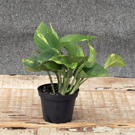Golden Pothos - Nature Hills Nursery - 4 Inch Container - 