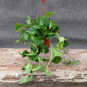 Golden Pothos - Nature Hills Nursery - 4 Inch Container - 