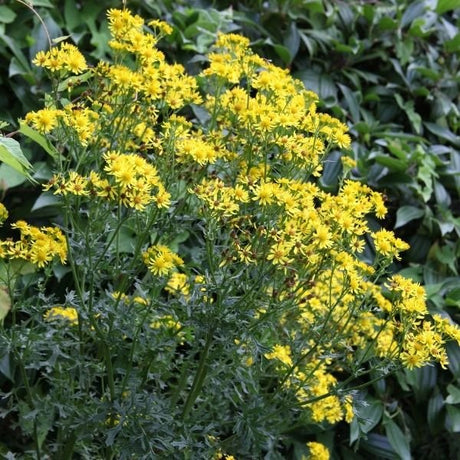 Close-up of yellow packera flowers on Golden Ragwort blooming in early spring to late spring.