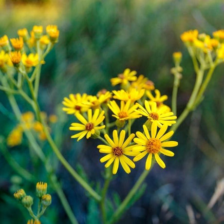 Golden Ragwort (Packera aurea), a perennial featuring yellow flowers and perennial.