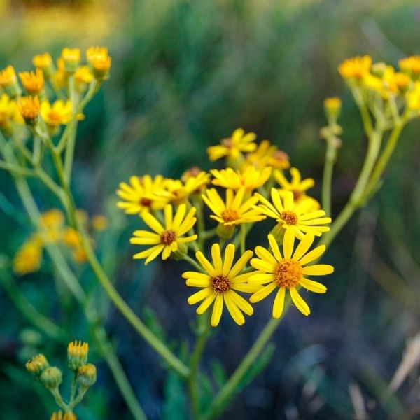 Golden Ragwort | Native Shade Groundcover