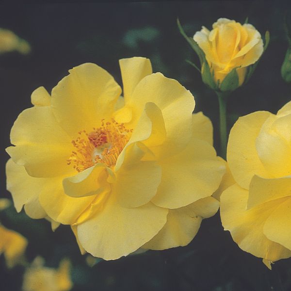 Golden Showers Climbing Rose - Nature Hills Nursery - #3 Container - 