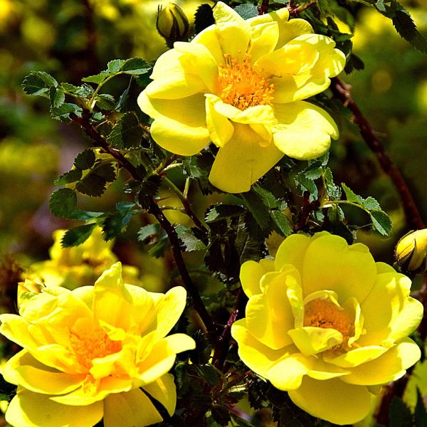 Golden Showers Climbing Rose - Nature Hills Nursery - #3 Container - 