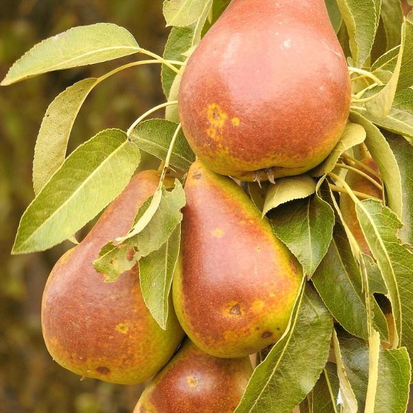 Golden Spice Pear - Nature Hills Nursery - 4 - 5 Feet Bareroot - 