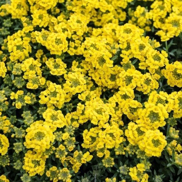 Golden Spring Alyssum - Nature Hills Nursery - #1 Container 2 Pack - 
