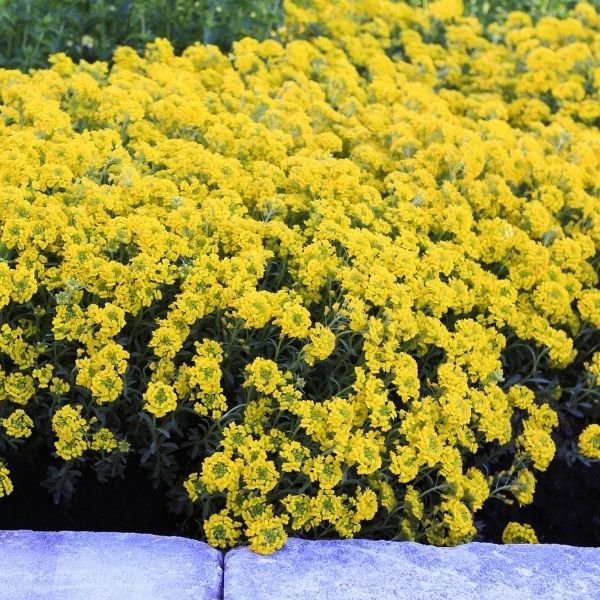 Golden Spring Alyssum - Nature Hills Nursery - #1 Container 2 Pack - 