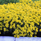 Golden Spring Alyssum - Nature Hills Nursery - #1 Container 2 Pack - 