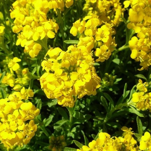 Golden Spring Alyssum - Nature Hills Nursery - #1 Container 2 Pack - 